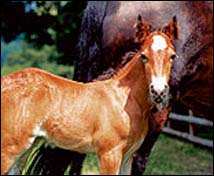 Caballo Caballo